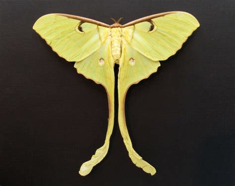 Giant Malaysian Moon Moth Framed Taxidermy Actias Maenas Female