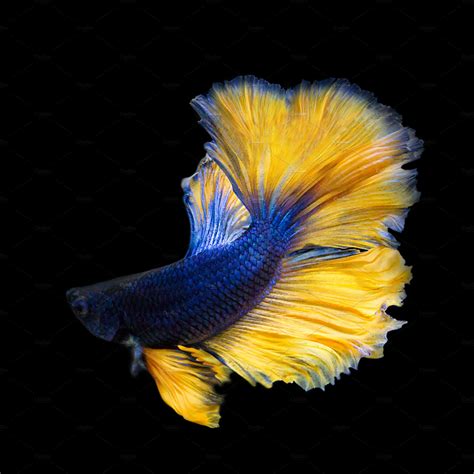 image of betta fish on black | High-Quality Animal Stock Photos ...