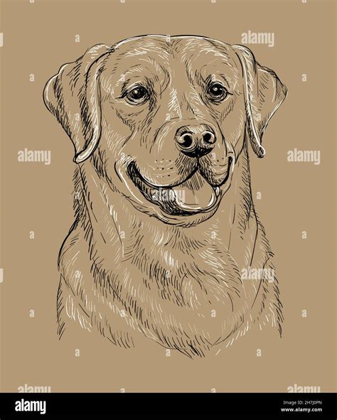 Realistic Head Of Labrador Retriever Dog Vector Hand Drawing