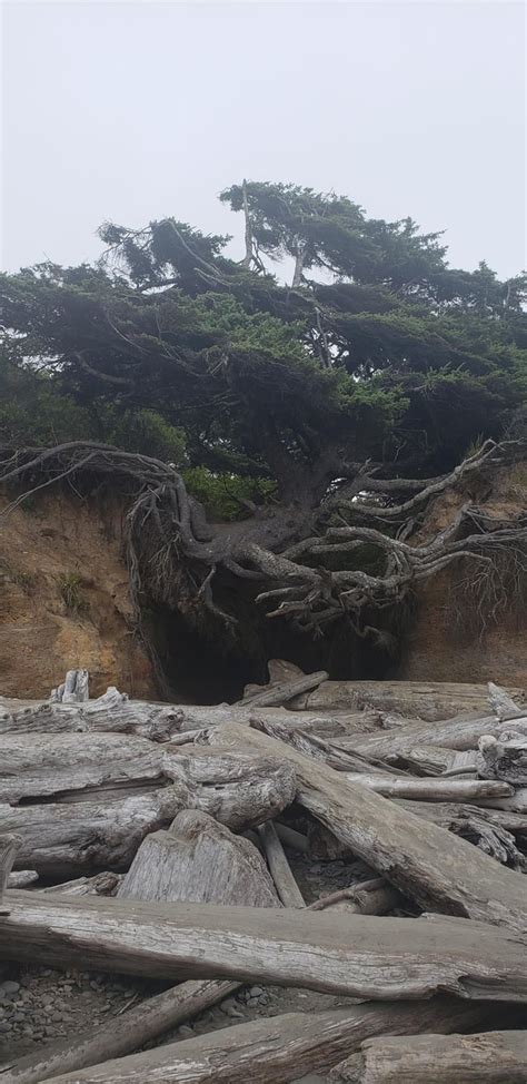 The tree of life. : r/pics