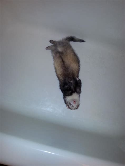 Normal Ferret Pictures Fat Ferrets And More