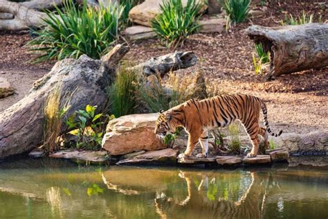 清邁景點2025最新 Top12必去 大象體驗 夜間動物園 老城古寺 藍白廟