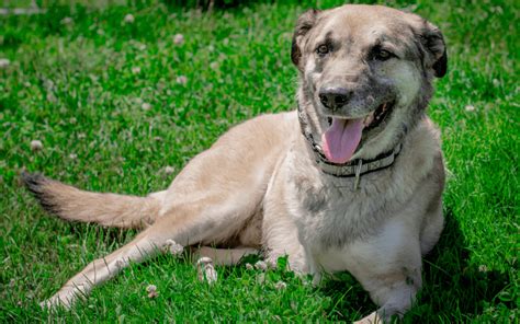 The Truth About Limb Amputation Animal Works Veterinary Surgery