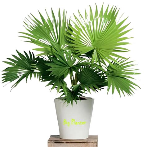 Big Planter Chaina Pam Desi Pam Live Plant With Pot Exotic Beauty