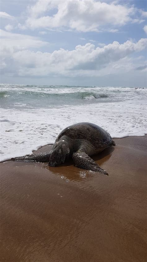 Tartaruga é encontrada morta na Praia do Futuro em Fortaleza Ceará G1