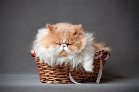 Кошки в лукошке: pupunia93 — LiveJournal