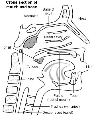 Diagram Of Tonsils And Adenoids