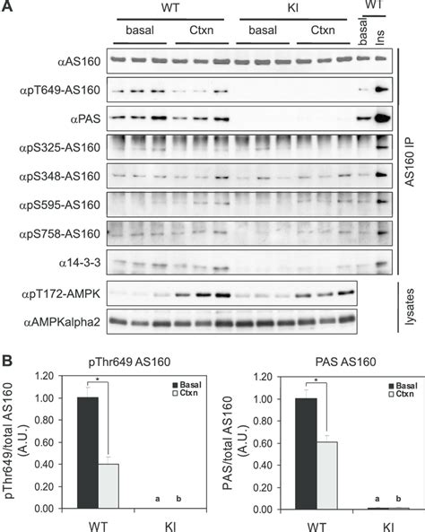 Phosphorylation Of Akt Substrate Of 160 KDa AS160 And TBC1D1 In