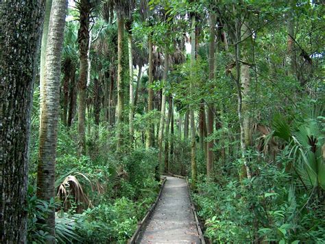 Gambar Pohon Gurun Jejak Rimba Tumbuh Tumbuhan Hutan Hujan