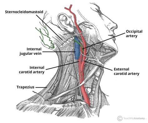 Occipital Artery - Course - Supply - TeachMeAnatomy