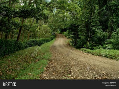 Dirt Road Thru Forest Image Photo Free Trial Bigstock