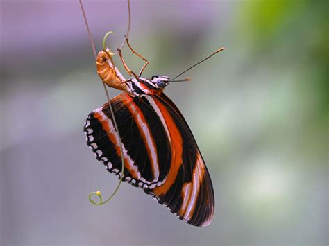 Orange Banded Heliconian Dryadula Phaetusa Photo Gallery By Gary