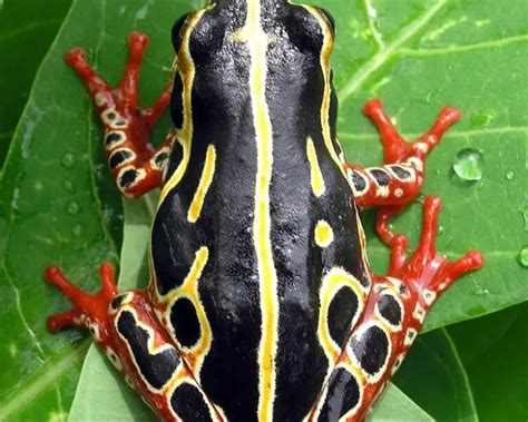 Common reed frog - Facts, Diet, Habitat & Pictures on Animalia.bio