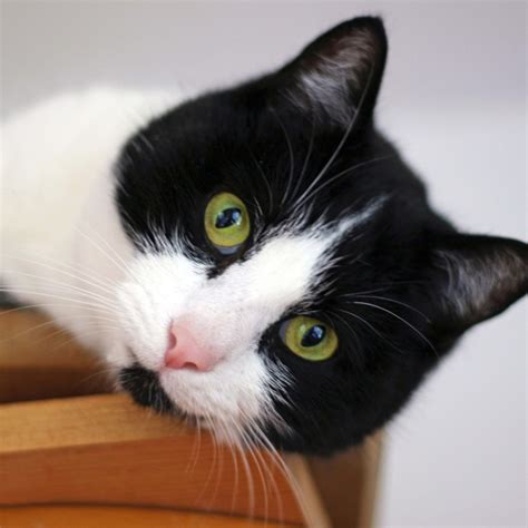 Video of Baby Skunk Trying to Be Intimidating Is the Cutest Thing You