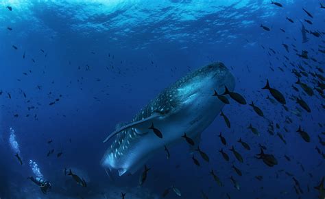 Galapagos Whale Shark Project Update Galapagos Conservation Trust