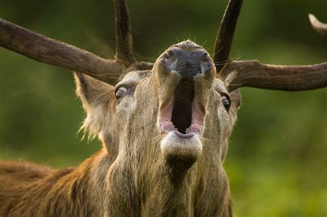 Oostvaardersplassen | Animals, Woodlands, Animal lover