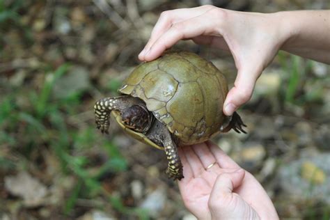 Show Me State Salamanders and Snakes | Caudata.org: Newts and