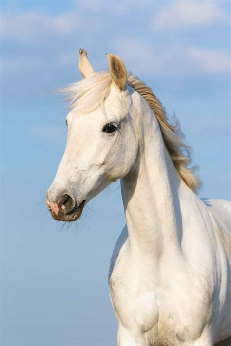White Horse