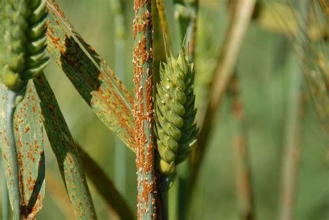 Identifying Cereal Leaf Diseases Alberta Barley