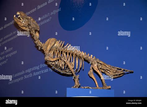 Dire Wolf Skeleton