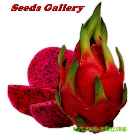 Red Pitaya, Pitahaya, Dragon Fruit Seeds (Hylocereus...