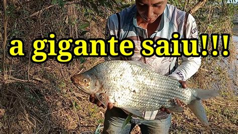 Curimba Gigante No Rio Paraopeba Youtube