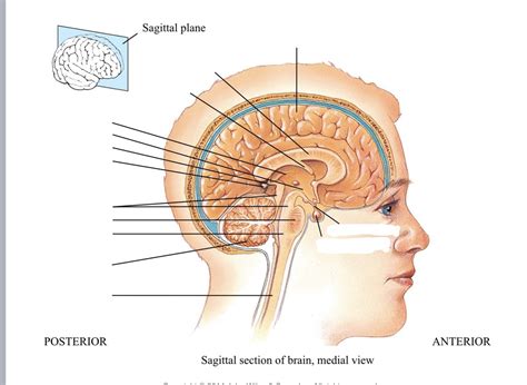 Sagittal Section Of Brain Diagram Quizlet