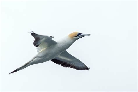 Australasian Gannet In Australasia 24735661 Stock Photo At Vecteezy