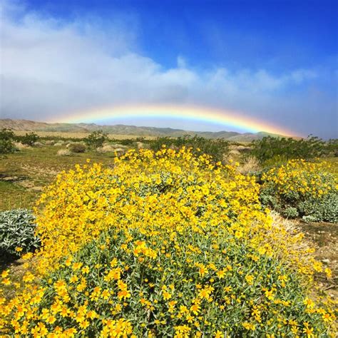 California Desert Wildflowers Stock Image - Image of bloom, visit: 51900679