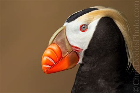 Tufted Puffin Portrait — Nature Photography Blog