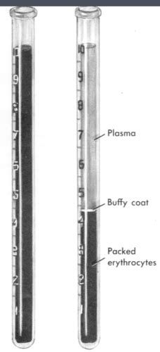 Histology Exam Study Material With Key Terms And Definitions