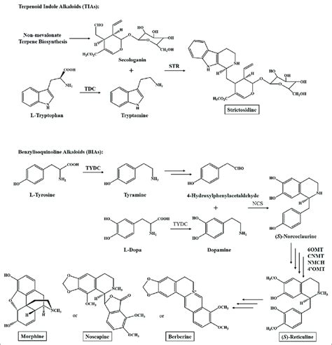 Biosynthetic Pathway Of Selected Alkaloids Tdc Tryptophan