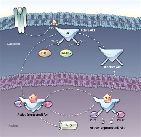 Once Activated At The Plasma Membrane By PDK1 And MTORC2 Akt Can Move