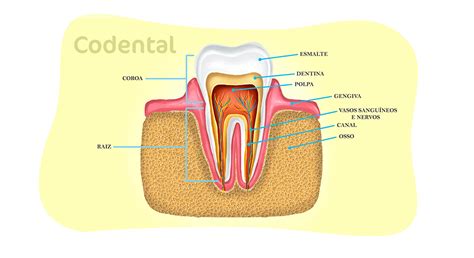 Anatomia dental: conheça tudo sobre!