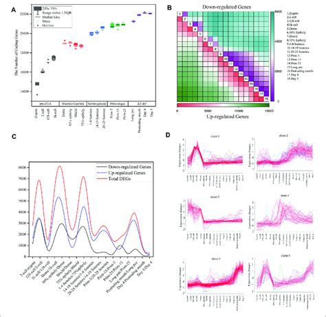 Gene Expression Dynamics During Zebrafish Development A The