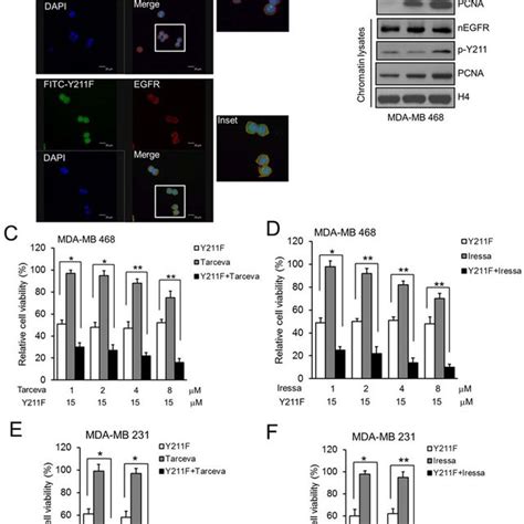 A Mda Mb Cells Were Treated With M Fitc Labeled Scrambled