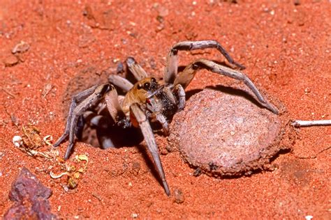 Trapdoor Spider