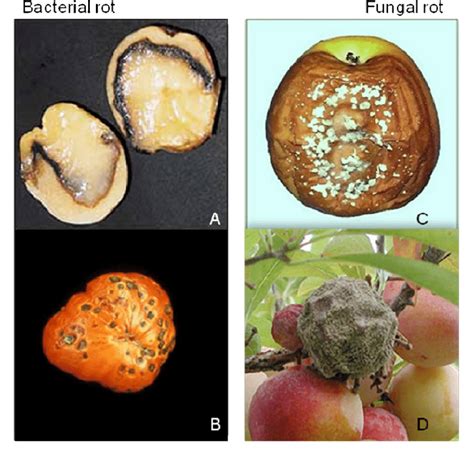 Food Spoilage Bacteria