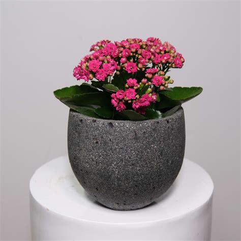 Pink Kalanchoe Care Tips And Uses Lush Flower Co