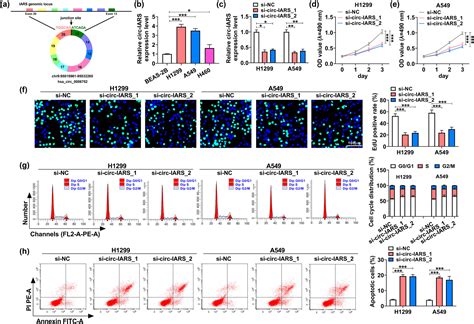 Circ Iars Depletion Inhibits The Progression Of Non Small Cell Lung