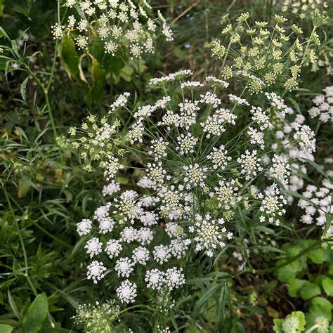 Ammi Majus False Queen Annes Lace Bishops Flower Tailored Botanical