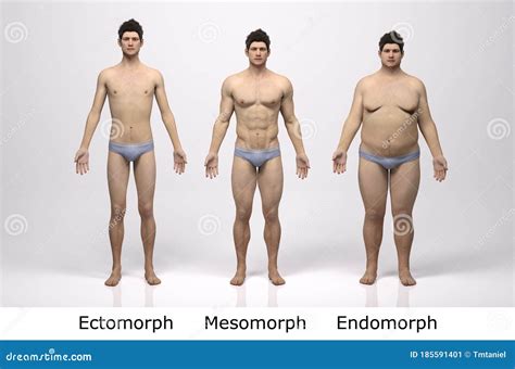 Body Types Ectomorph Mesomorph Endomorph