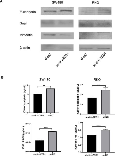 Circ Zeb1 Regulates Emt And Chemotherapy Resistance In Crc Cells A