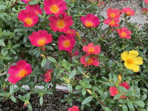 29 Different Types of Portulaca Varieties | Balcony Garden Web