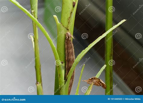 Butterfly worm stock image. Image of green, lepidoptera - 151440503