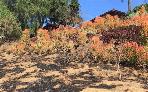 Firescaping How To Protect Your Home With Fire Resistant Landscapes