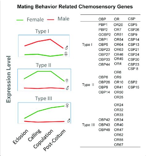 Expression Model Of Sex Biased Chemosensory Genes In D Punctatus