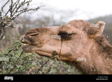 Dromedary Camelus Dromedarius Camel Browsing On Acacia Acacia Sp