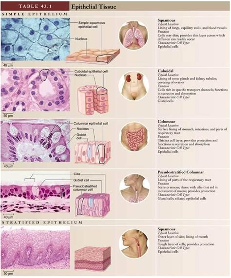 Epithelial Tissue Biopsies Worksheet Answers