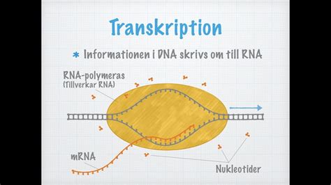 Transkription YouTube